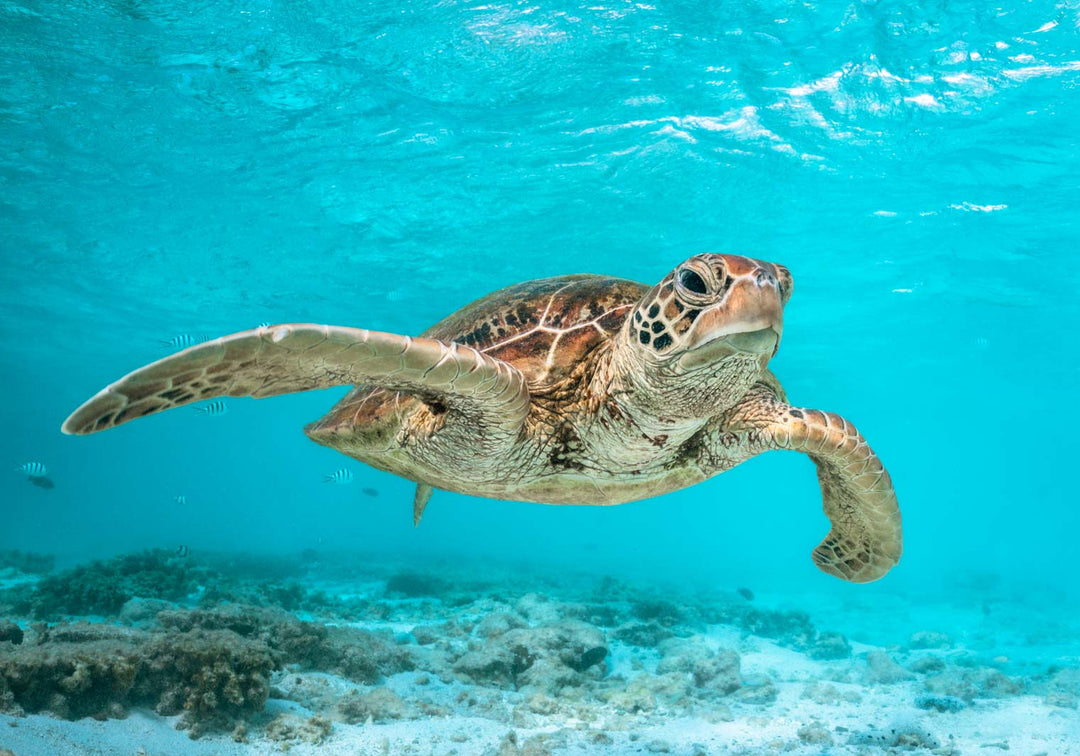Surfs Up – Green sea turtle surfing the current among schools of fish and patches of coral, underwater photography | Unframed Rolled Print