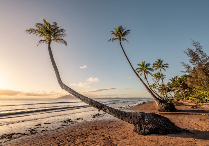 Taken with the Tide – Aerial view of Mission Beach at first light, golden hour over palm trees, tide rising and waves softly breaking on the shore | Unframed Rolled Print