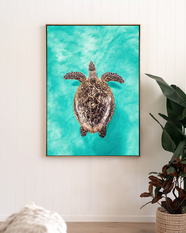 The Mosaic Drifter – Hawksbill Turtle, Underwater Photography by David Lloyd, framed canvas print in oak float frame, styled in a living room setting