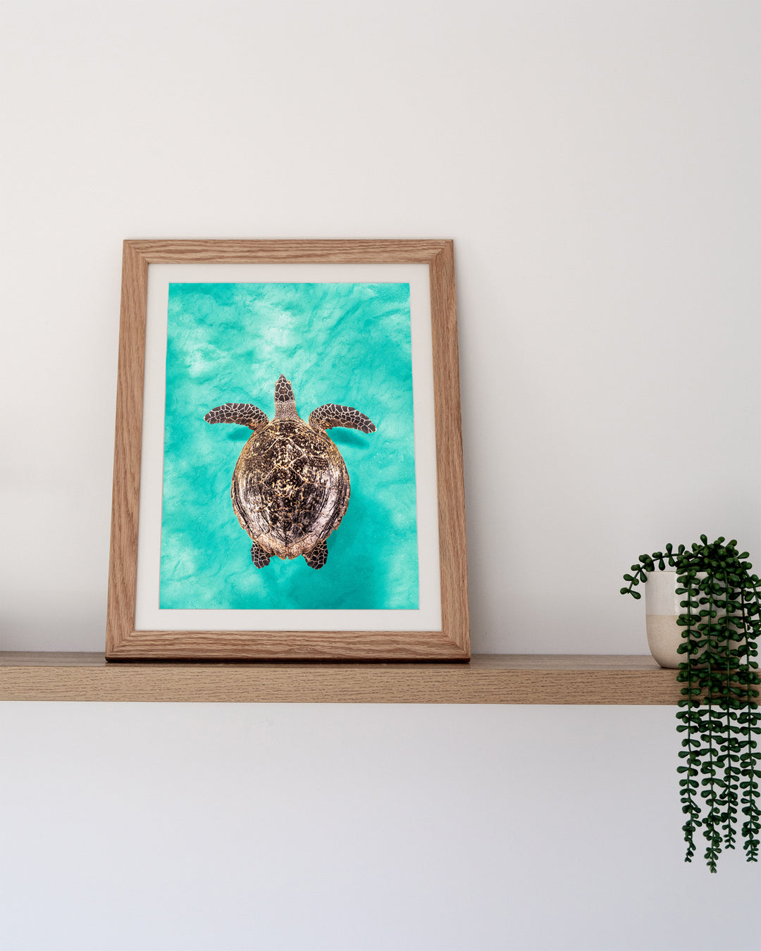 The Mosaic Drifter – Hawksbill Turtle, Underwater Photography by David Lloyd, framed paper print in oak frame, styled in a timber shelf setting