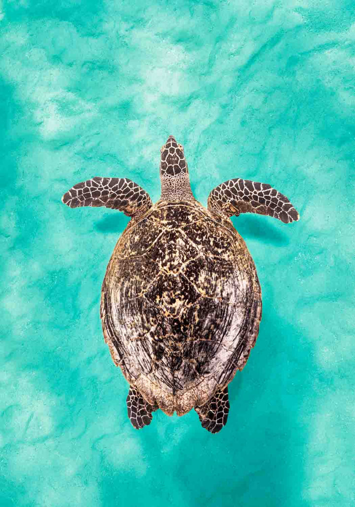 The Mosaic Drifter by David Lloyd – Hawksbill turtle swimming over turquoise sands, fine art marine life photography print