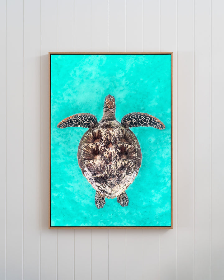 The Passage - Green Sea Turtle | Underwater Photography