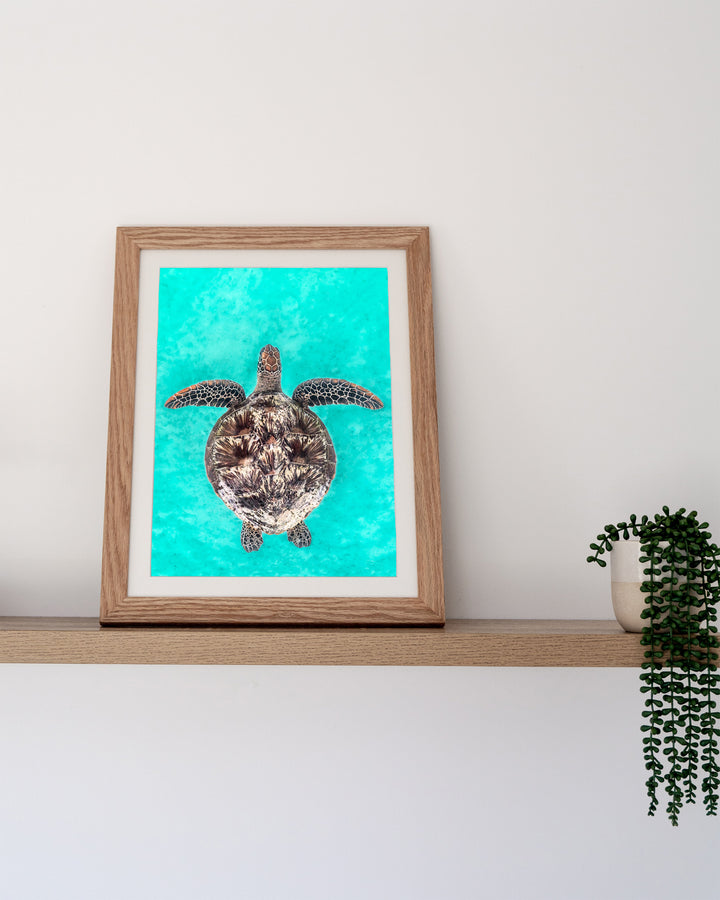 The Passage – Green Sea Turtle, Underwater Photography by David Lloyd, framed paper print in oak frame, styled in a timber shelf setting
