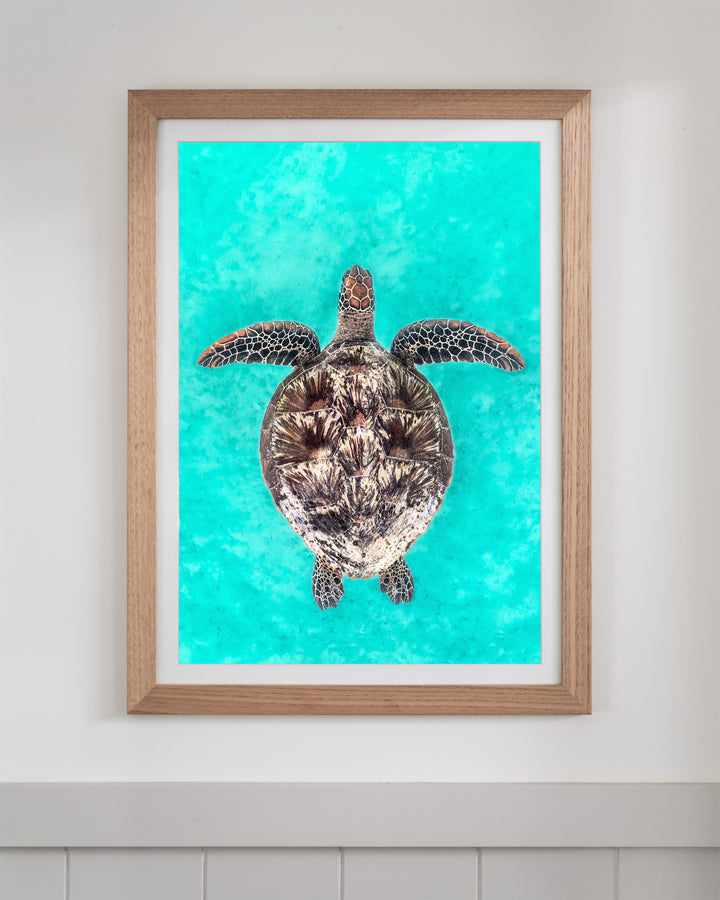 The Passage - Green Sea Turtle | Underwater Photography