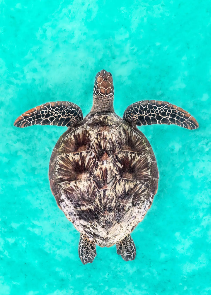 The Passage – underwater photograph of green sea turtle swimming through clear ocean water | Unframed Rolled Print