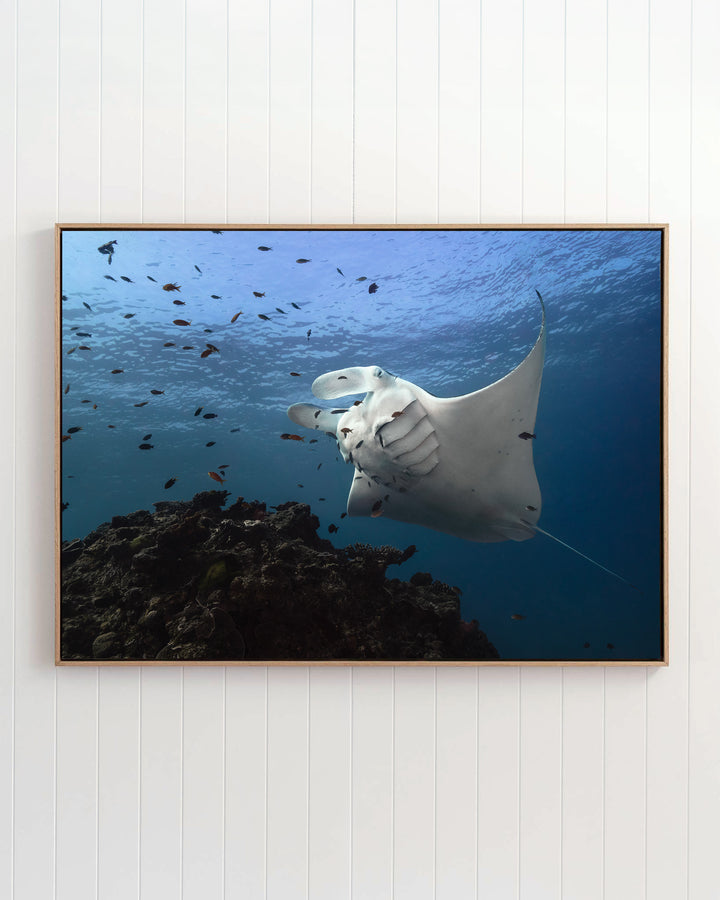 Time &amp; Time Again | Manta Ray - Underwater Photography