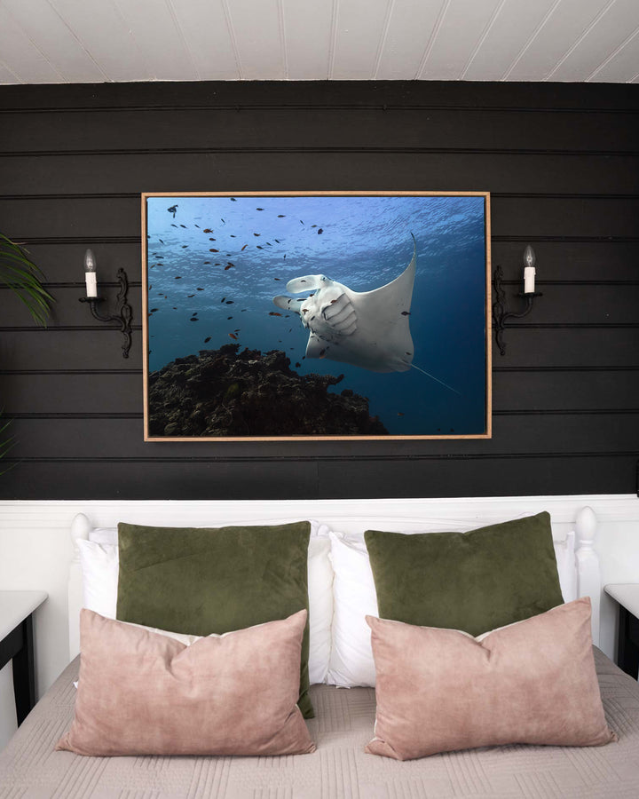 Time &amp; Time Again – Manta Ray, Underwater Photography by David Lloyd, framed canvas print in oak float frame, styled in a bedroom setting