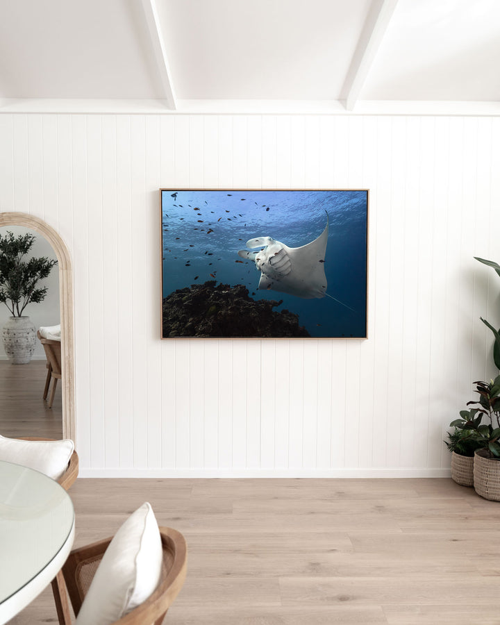 Time &amp; Time Again – Manta Ray, Underwater Photography by David Lloyd, framed canvas print in oak float frame, styled in a dining room setting