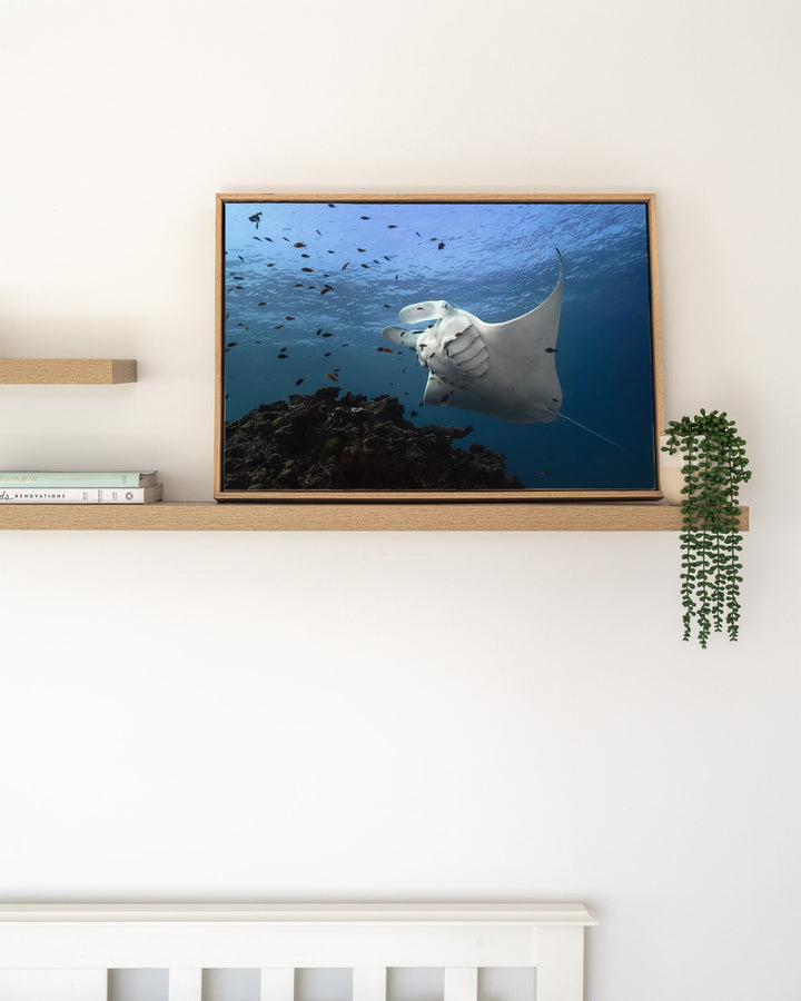 Time &amp; Time Again – Manta Ray, Underwater Photography by David Lloyd, framed canvas print in oak float frame, styled in a timber shelf setting