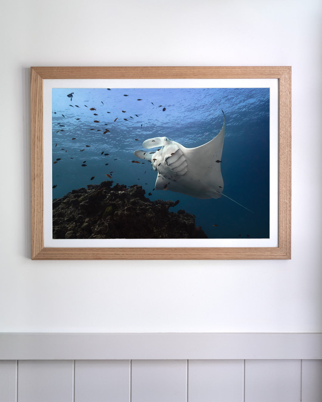 Time &amp; Time Again | Manta Ray - Underwater Photography