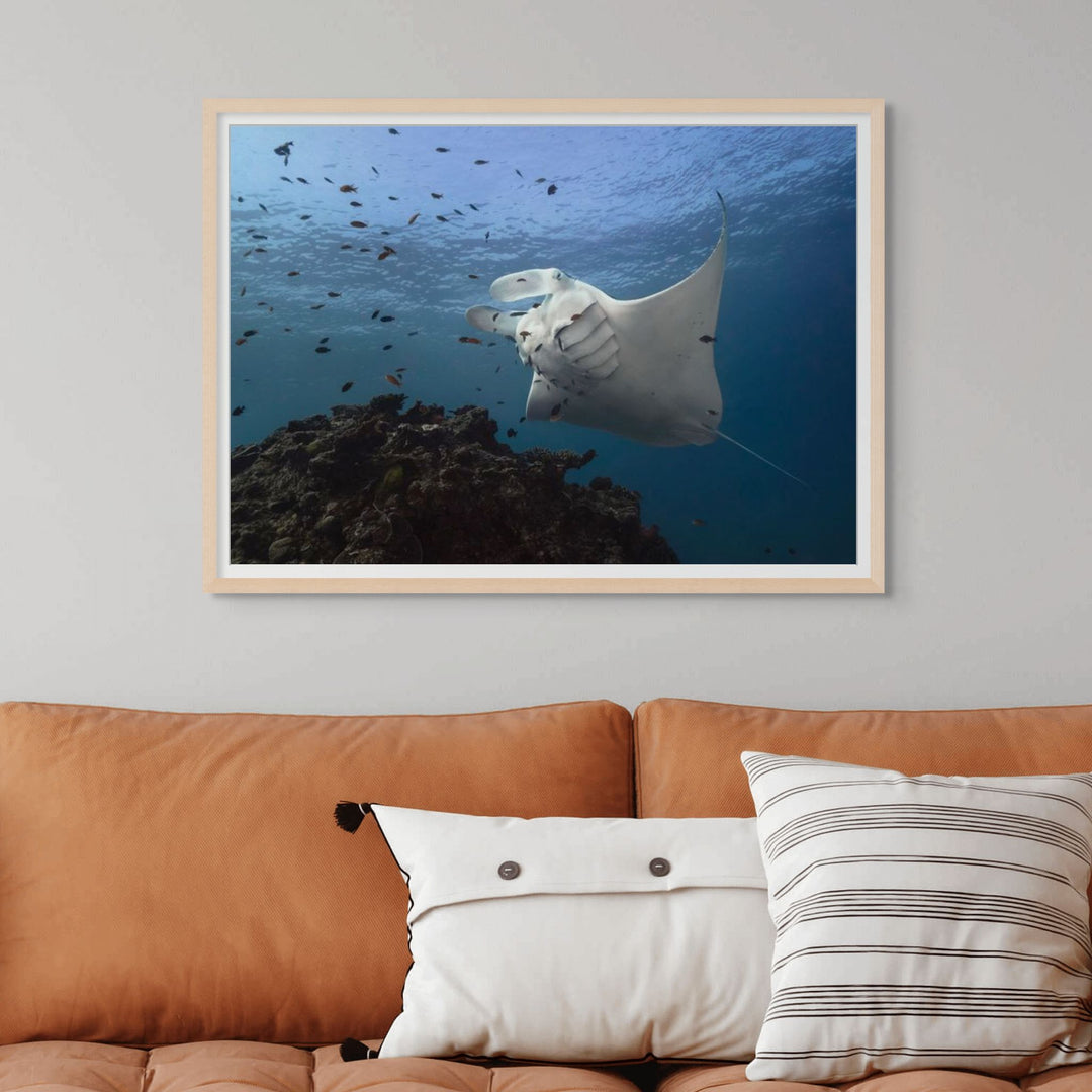 Time & Time Again – Manta ray at a cleaning station with gills fluttering and fish swimming around, underwater scene | Framed Paper Print