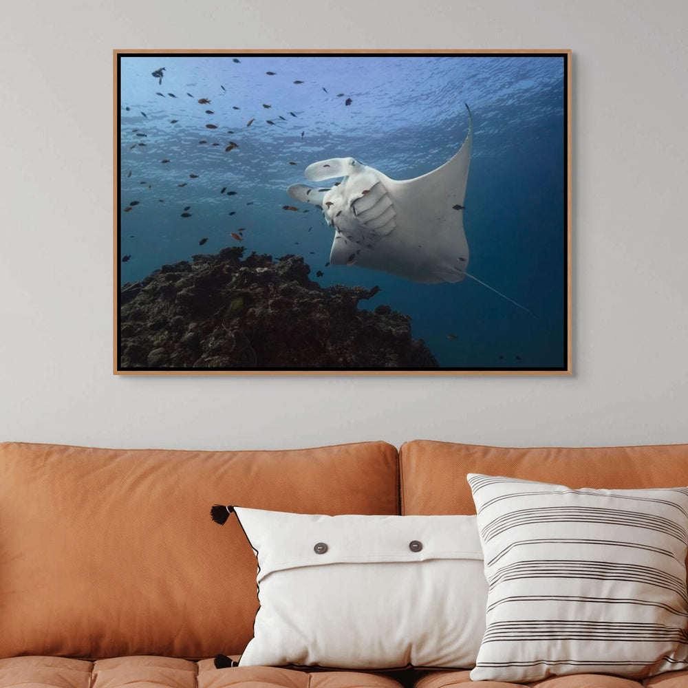 Time & Time Again – Manta ray at a cleaning station with gills fluttering and fish swimming around, underwater scene | Shadow Box Canvas Print