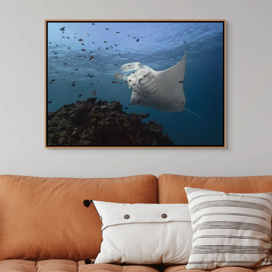 Time & Time Again – Manta ray at a cleaning station with gills fluttering and fish swimming around, underwater scene | Shadow Box Canvas Print