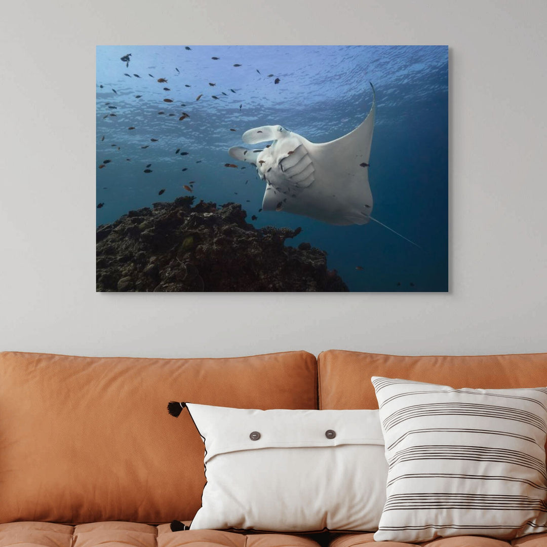 Time & Time Again – Manta ray at a cleaning station with gills fluttering and fish swimming around, underwater scene | Stretched Canvas Print