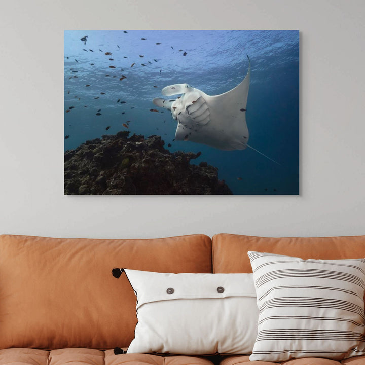 Time & Time Again – Manta ray at a cleaning station with gills fluttering and fish swimming around, underwater scene | Stretched Canvas Print