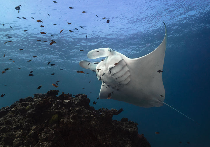 Time & Time Again – Manta ray at a cleaning station with gills fluttering and fish swimming around, underwater scene | Unframed Rolled Print