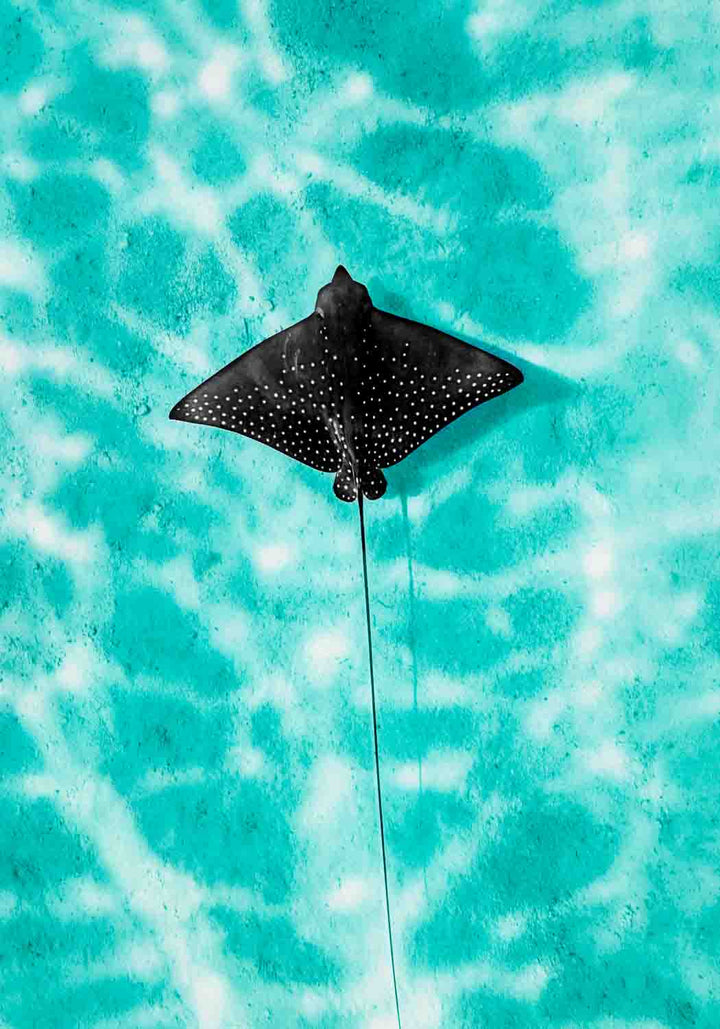 Turquoise Tranquility by David Lloyd – eagle ray gliding in turquoise ocean, overhead marine life photography print ready to roll for shipping