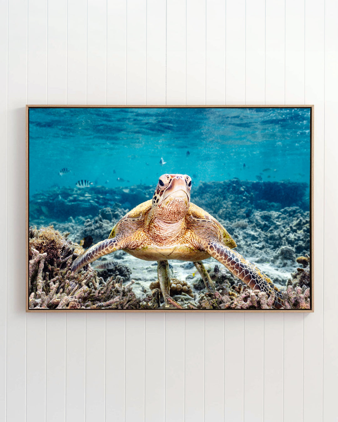What Are You Looking At? - Green Sea Turtle | Underwater Photography