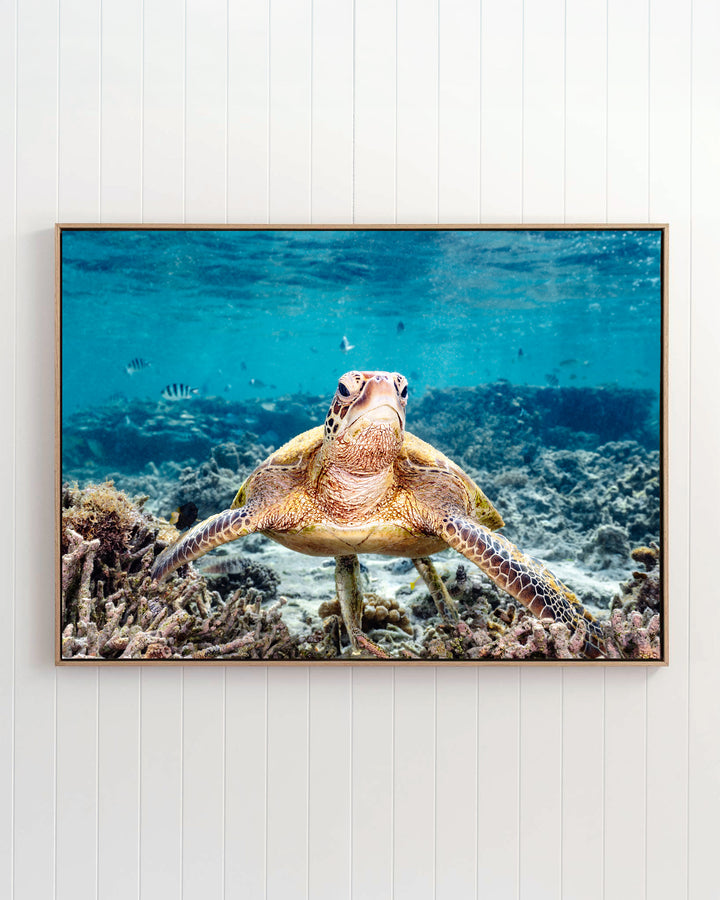 What Are You Looking At? - Green Sea Turtle | Underwater Photography