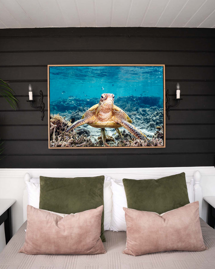 What Are You Looking At? – Green Sea Turtle, Underwater Photography by David Lloyd, framed canvas print in oak float frame, styled in a bedroom setting