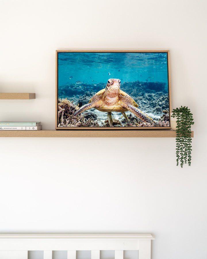 What Are You Looking At? – Green Sea Turtle, Underwater Photography by David Lloyd, framed canvas print in oak float frame, styled in a timber shelf setting
