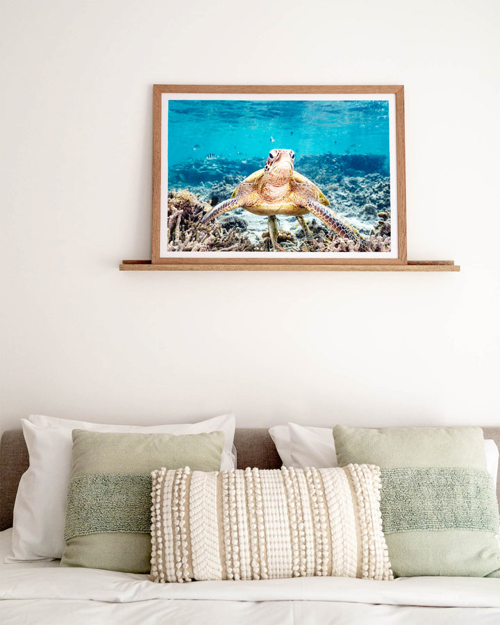 What Are You Looking At? – Green Sea Turtle, Underwater Photography by David Lloyd, framed paper print in oak frame, styled in a bedroom setting
