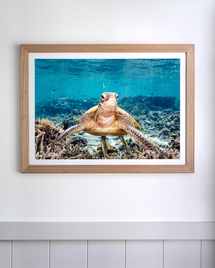What Are You Looking At? - Green Sea Turtle | Underwater Photography