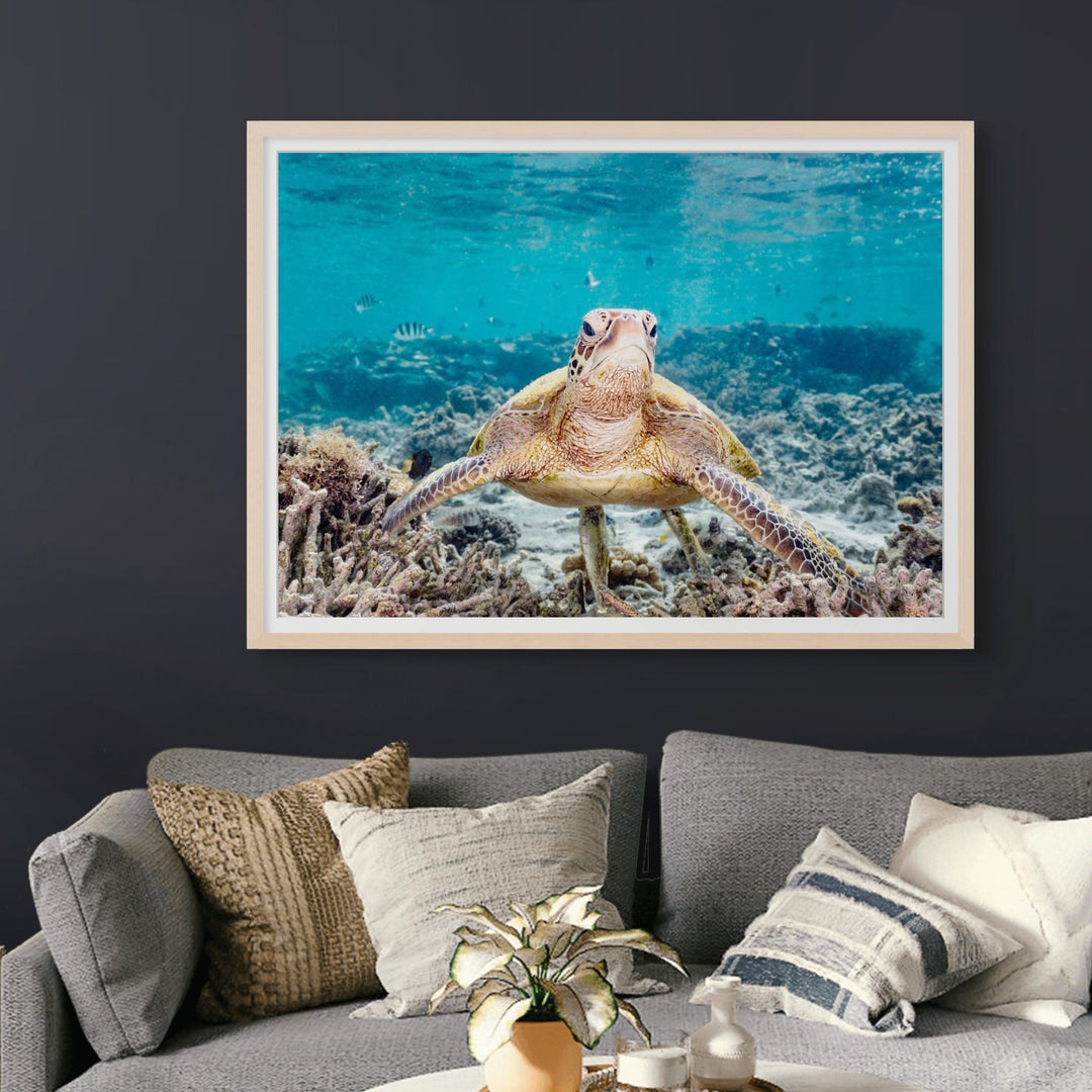 What Are You Looking At? – Grumpy green sea turtle with yellow markings, bright blue water, fish and coral | Framed Paper Print