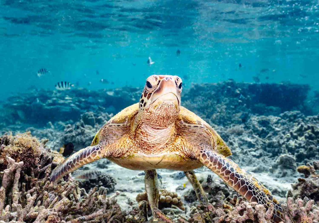 What Are You Looking At? – Grumpy green sea turtle with yellow markings, bright blue water, fish and coral | Unframed Rolled Print