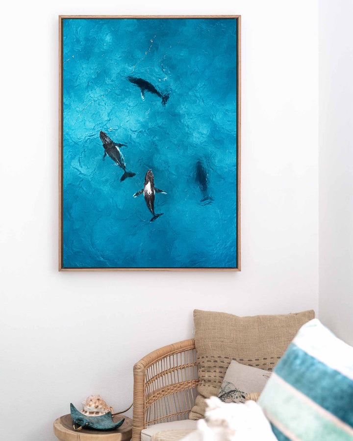 Whirlpool – Humpback Whales, Aerial Photography by David Lloyd, framed canvas print in oak float frame, styled in a coastal lounge setting