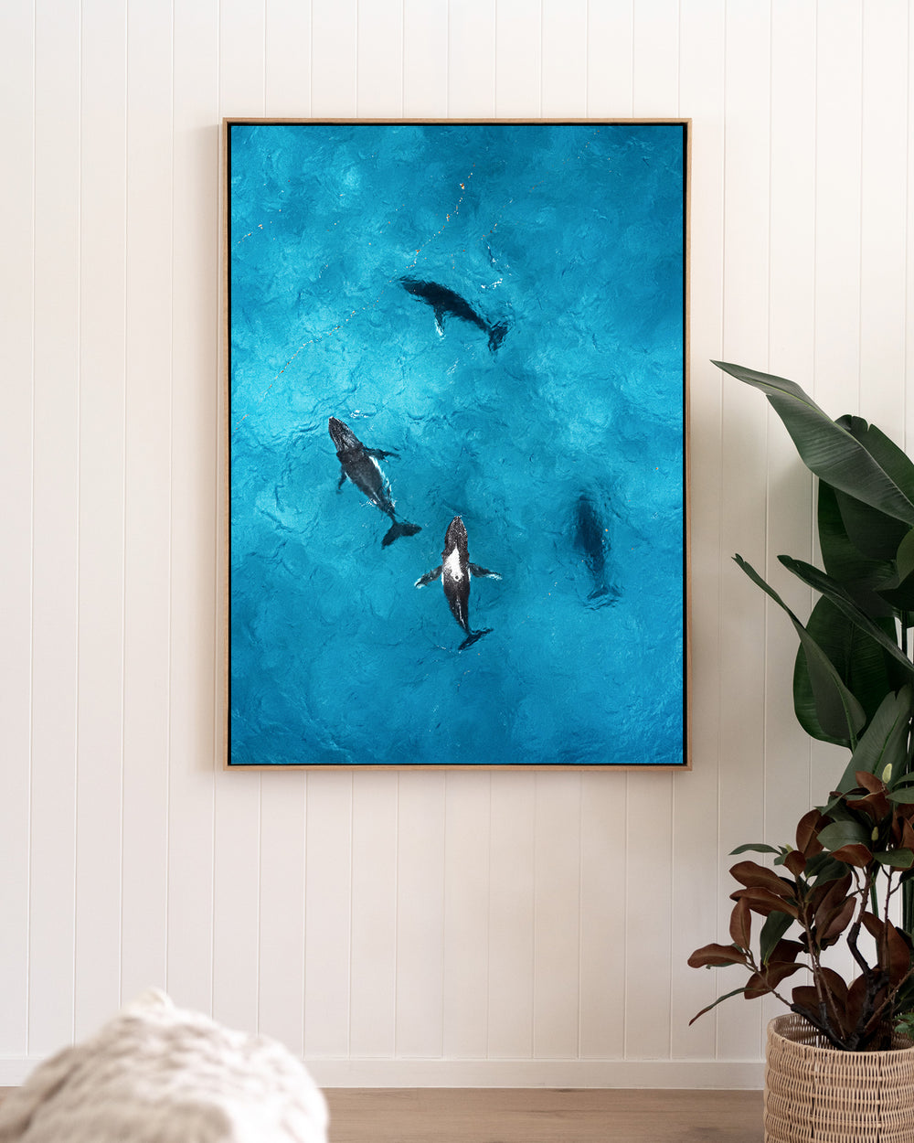 Whirlpool – Humpback Whales, Aerial Photography by David Lloyd, framed canvas print in oak float frame, styled in a living room setting