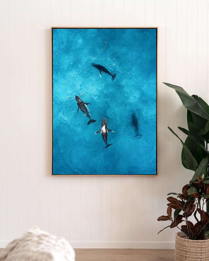 Whirlpool – Humpback Whales, Aerial Photography by David Lloyd, framed canvas print in oak float frame, styled in a living room setting
