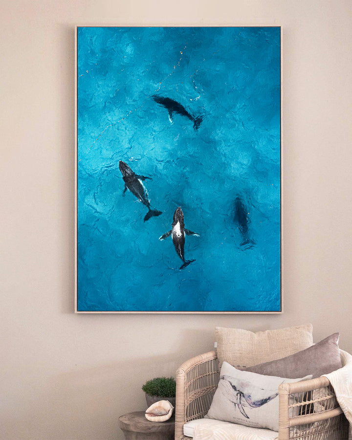 Whirlpool – Humpback Whales, Aerial Photography by David Lloyd, framed canvas print in oak float frame, styled in a sitting room setting