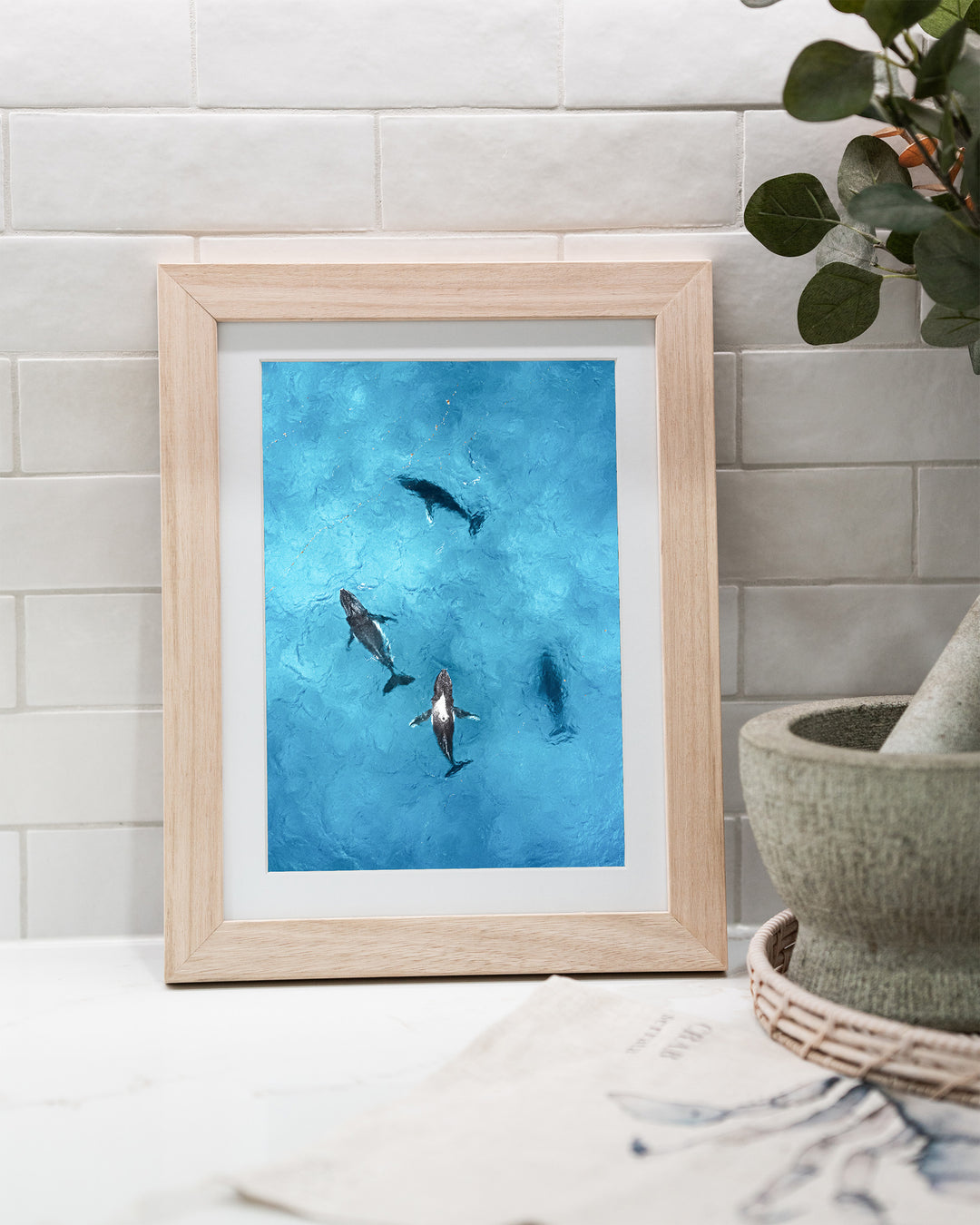 Whirlpool – Humpback Whales, Aerial Photography by David Lloyd, framed paper print in oak frame, styled in a kitchen bench setting