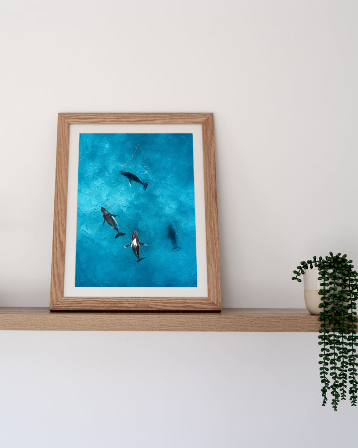Whirlpool – Humpback Whales, Aerial Photography by David Lloyd, framed paper print in oak frame, styled in a timber shelf setting