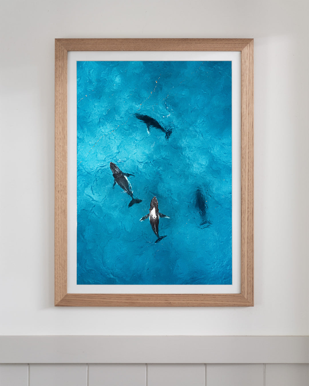 Whirlpool | Humpback Whales – Aerial Photography