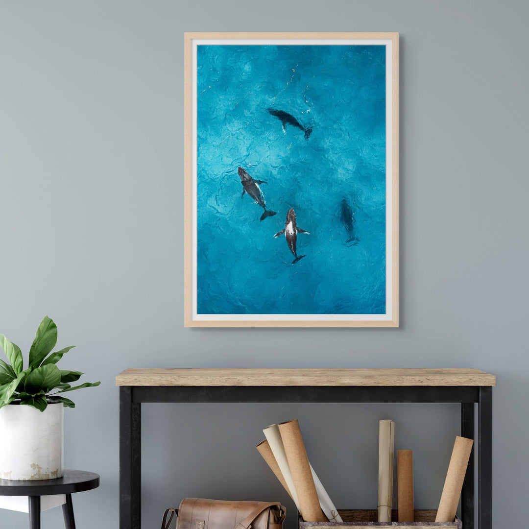 Whirlpool – Aerial view of humpback whales creating a swirling formation in turquoise and deep blue waters | Framed Paper Print