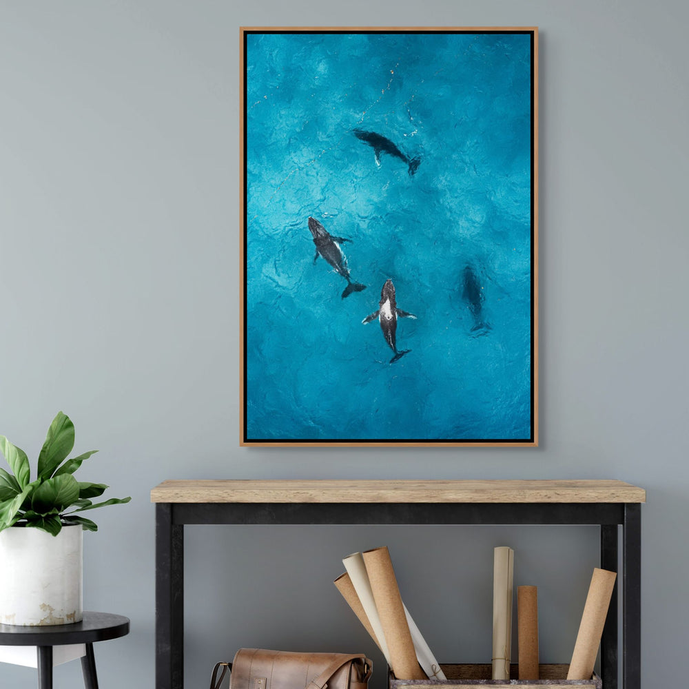 Whirlpool – Aerial view of humpback whales creating a swirling formation in turquoise and deep blue waters | Shadow Box Canvas Print