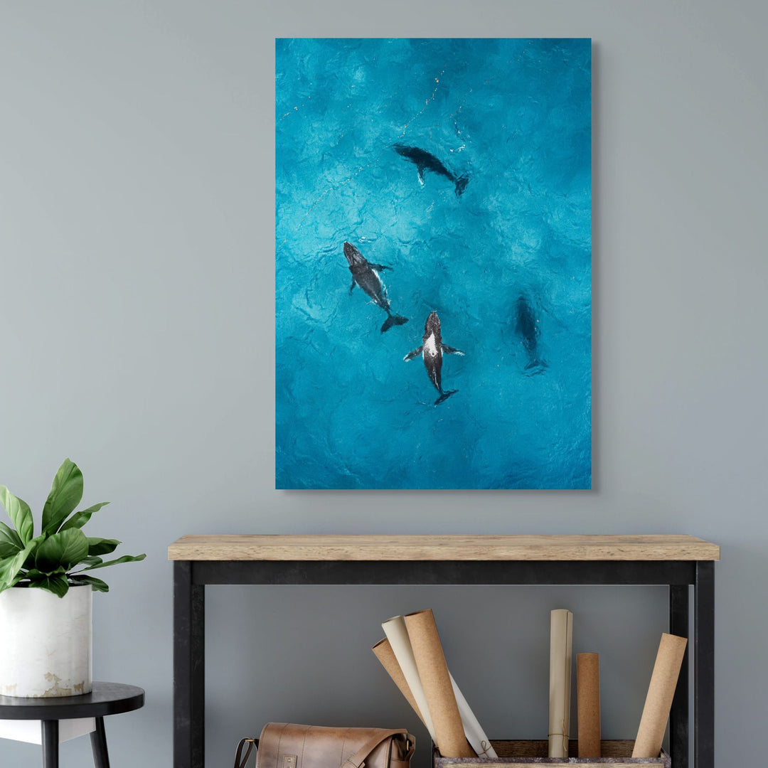 Whirlpool – Aerial view of humpback whales creating a swirling formation in turquoise and deep blue waters | Stretched Canvas Print