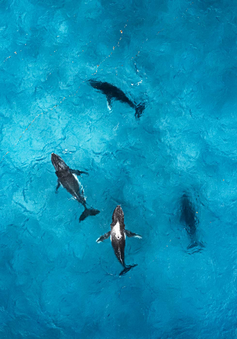 Whirlpool – Aerial view of humpback whales creating a swirling formation in turquoise and deep blue waters | Unframed Rolled Print