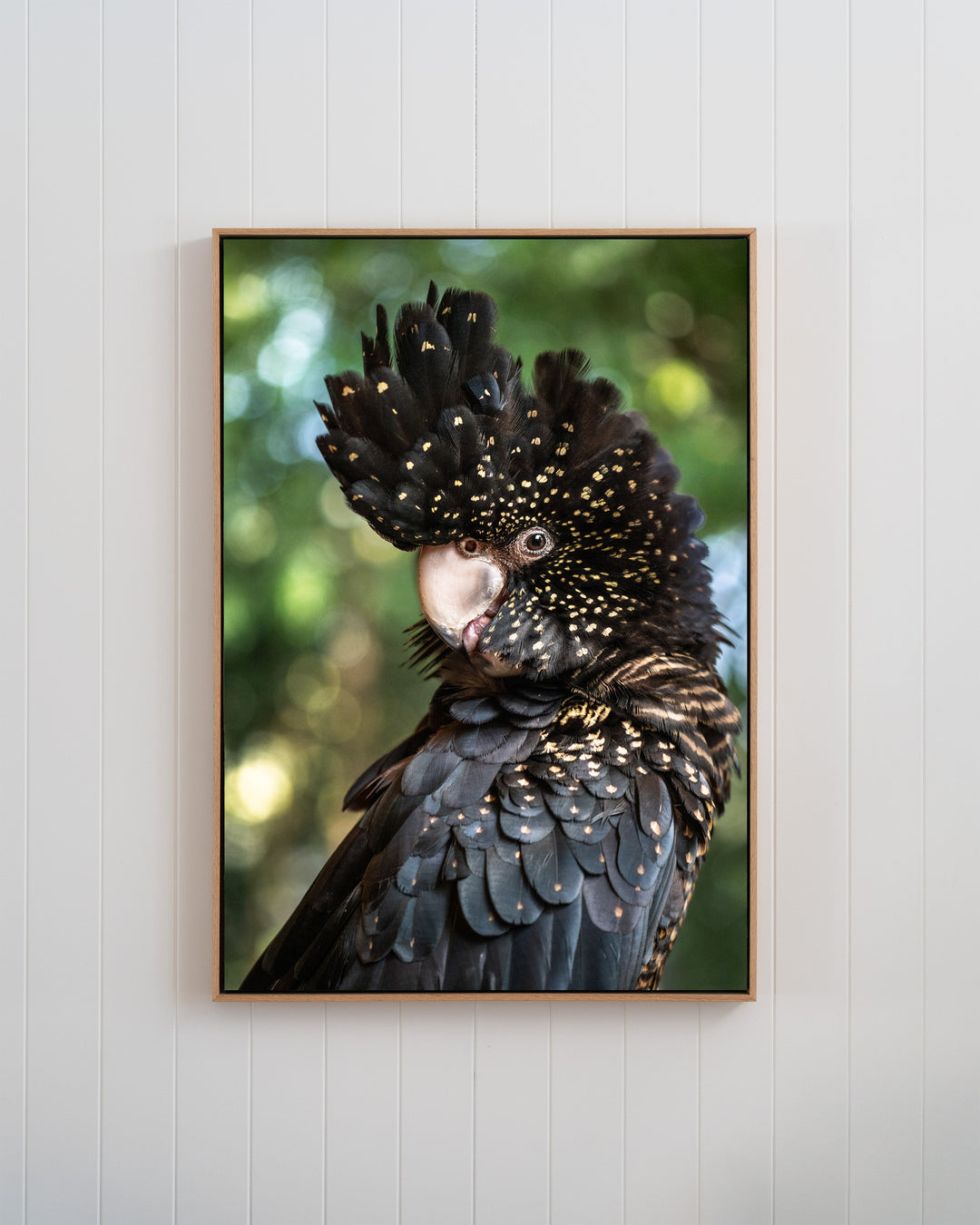 Yindi | Red-Tailed Black Cockatoo – Bird Photography