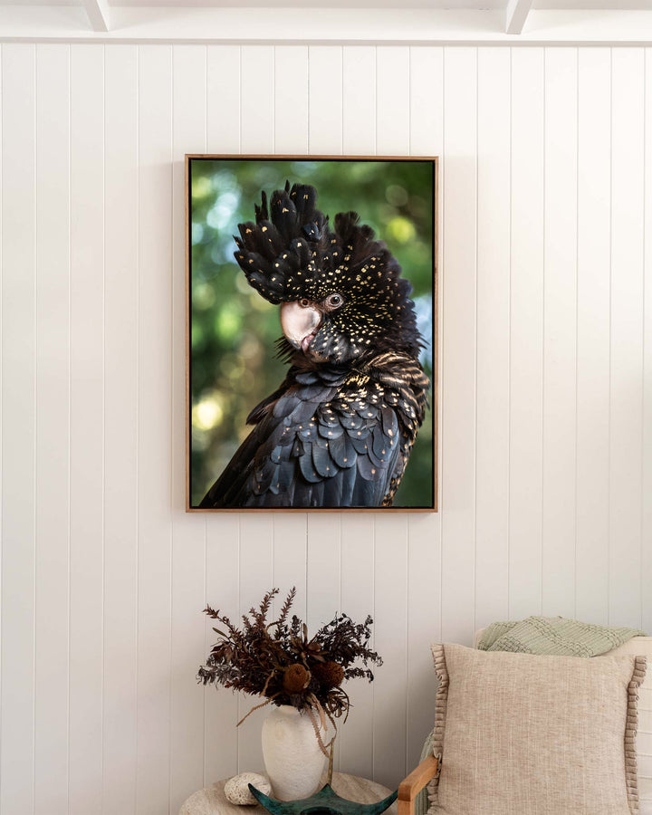 Yindi – Red-Tailed Black Cockatoo, Bird Photography by David Lloyd, framed canvas print in oak float frame, styled in a bedroom setting