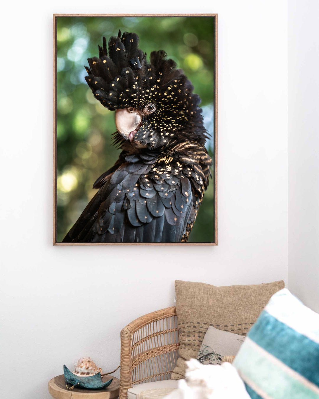 Yindi – Red-Tailed Black Cockatoo, Bird Photography by David Lloyd, framed canvas print in oak float frame, styled in a coastal lounge setting