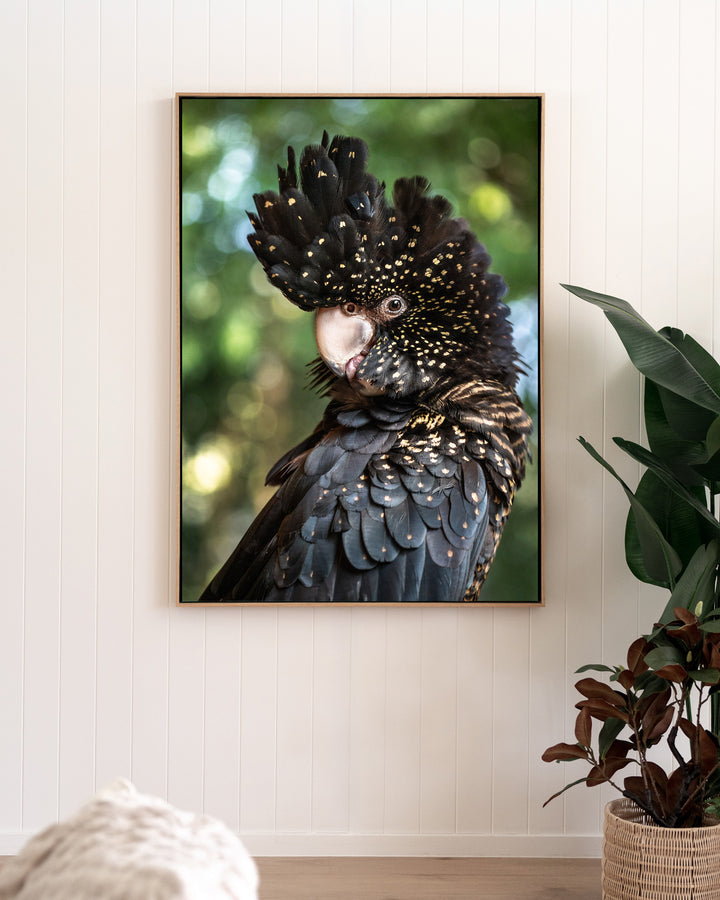 Yindi – Red-Tailed Black Cockatoo, Bird Photography by David Lloyd, framed canvas print in oak float frame, styled in a living room setting