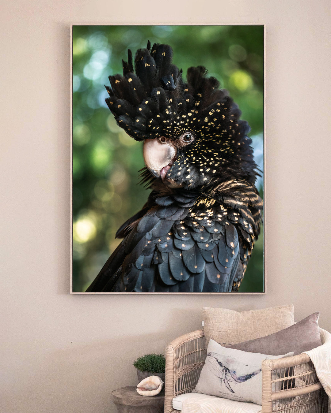 Yindi – Red-Tailed Black Cockatoo, Bird Photography by David Lloyd, framed canvas print in oak float frame, styled in a sitting room setting