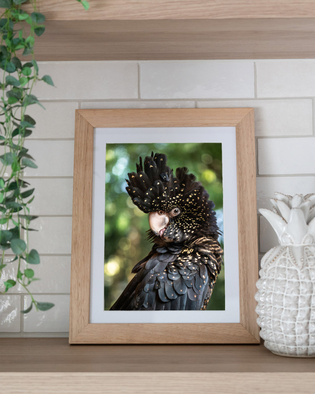 Yindi – Red-Tailed Black Cockatoo, Bird Photography by David Lloyd, framed paper print in oak frame, styled in a kitchen shelf setting