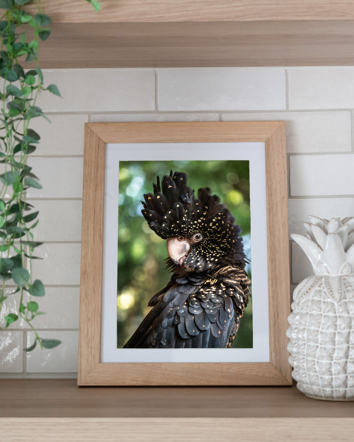 Yindi – Red-Tailed Black Cockatoo, Bird Photography by David Lloyd, framed paper print in oak frame, styled in a kitchen shelf setting