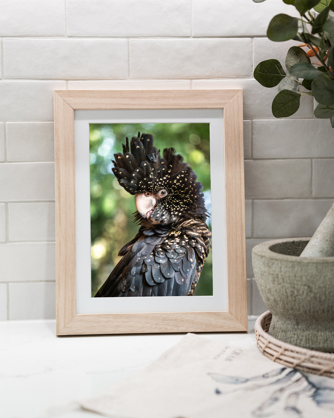 Yindi – Red-Tailed Black Cockatoo, Bird Photography by David Lloyd, framed paper print in oak frame, styled in a kitchen bench setting