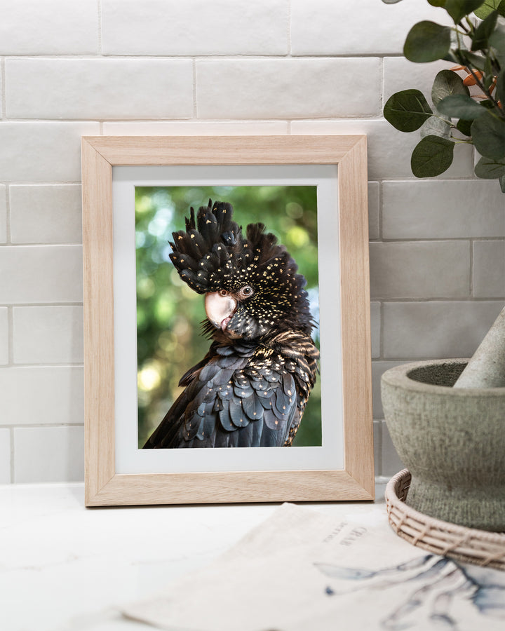 Yindi – Red-Tailed Black Cockatoo, Bird Photography by David Lloyd, framed paper print in oak frame, styled in a kitchen bench setting