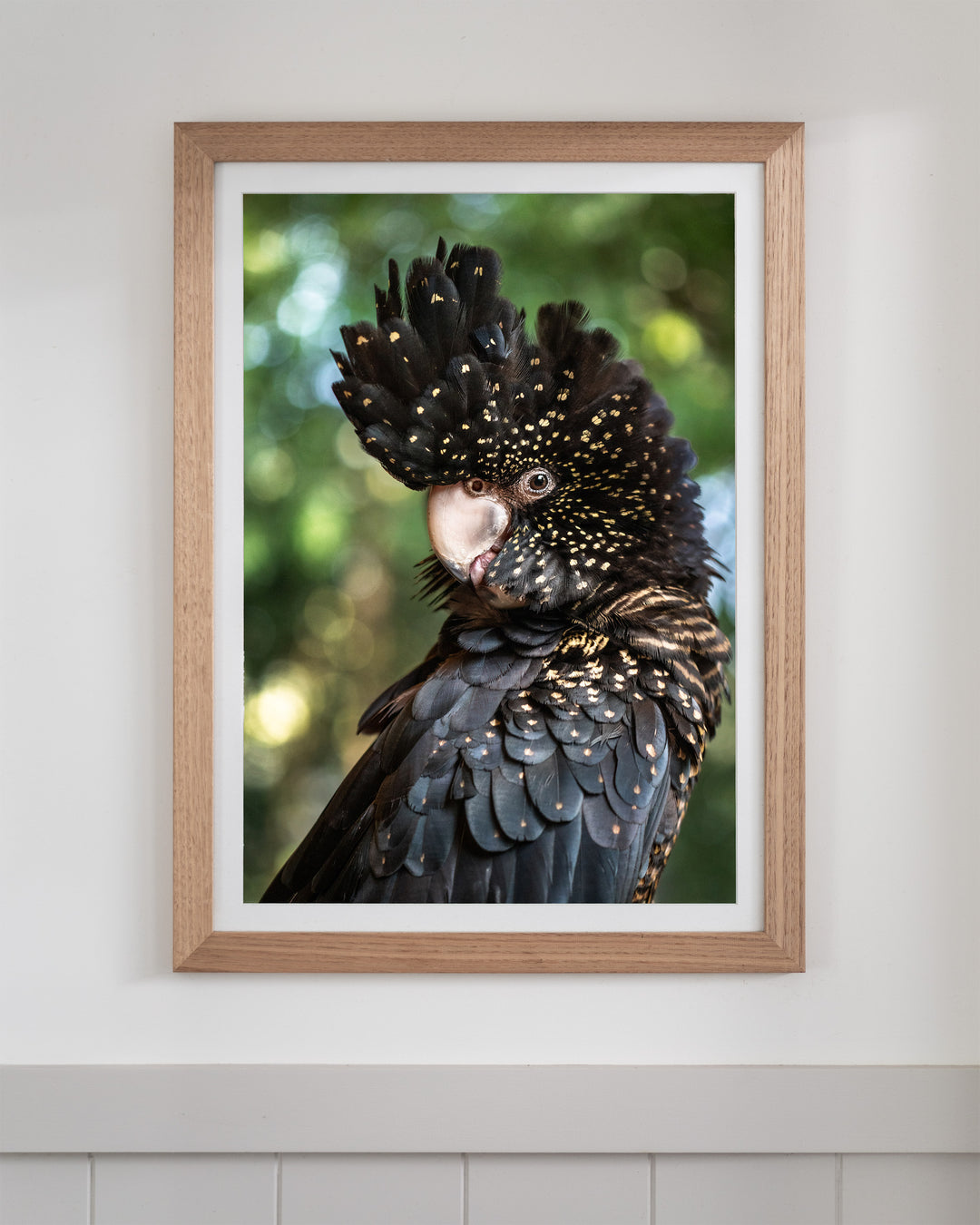 Yindi | Red-Tailed Black Cockatoo – Bird Photography